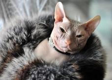 EE.UU: Descubren a una mujer amamantando a un gato en pleno vuelo