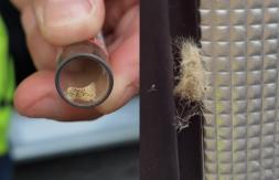 Chinche apestosa de manchas amarillas: Cómo es la plaga de "alta peligrosidad" que llegó a Chile Chinche apestosa de manchas amarillas: Cómo es la plaga de "alta peligrosidad" que llegó a Chile