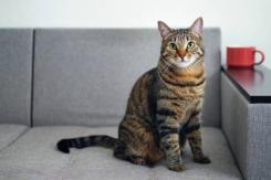 Descubren centenar de gatos muertos en casa de un jubilado en Francia Descubren centenar de gatos muertos en casa de un jubilado en Francia