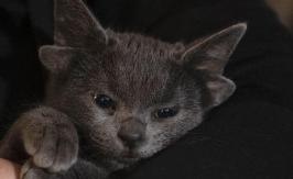 La adorable gatita con cuatro orejas que la rompe en Instagram La adorable gatita con cuatro orejas que la rompe en Instagram