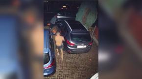 "Capitán Calzoncillos": Instructor de kickboxing persigue a un ladrón en ropa interior "Capitán Calzoncillos": Instructor de kickboxing persigue a un ladrón en ropa interior