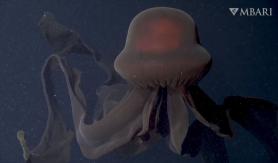 [VIDEO] Científicos graban una medusa gigante fantasma pocas veces vista