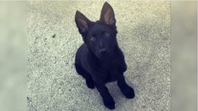 Desconocidos decapitaron a un perro de tres meses en EE.UU: La policía ofrece recompensa Desconocidos decapitaron a un perro de tres meses en EE.UU: La policía ofrece recompensa