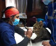 Centro municipal atiende a más de 150 mascotas rescatadas del megaincendio de Castro Centro municipal atiende a más de 150 mascotas rescatadas del megaincendio de Castro