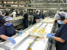 Ofrecen 2 mil puestos de trabajo para la producción de duraznos 2022 en la Región Metropolitana