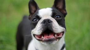 Perro le salva la vida a un bebé de 6 meses que se estaba ahogando mientras dormía Perro le salva la vida a un bebé de 6 meses que se estaba ahogando mientras dormía