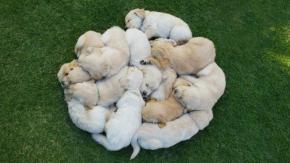 Recién nacida fue abandonada y sobrevivió gracias al calor de unos cachorros de perro Recién nacida fue abandonada y sobrevivió gracias al calor de unos cachorros de perro