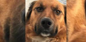 Todo lo que debes saber para adoptar un perro en Chile: Refugios, requisitos y otros trámites Todo lo que debes saber para adoptar un perro en Chile: Refugios, requisitos y otros trámites