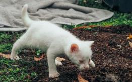 [FOTOS] Creían que era un gatito: Encuentran a un cachorro de puma albino en Colombia