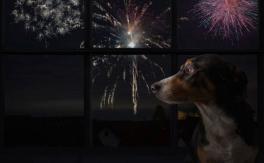 Año Nuevo 2022: Cómo proteger a nuestras mascotas de los efectos de los fuegos artificiales Año Nuevo 2022: Cómo proteger a nuestras mascotas de los efectos de los fuegos artificiales