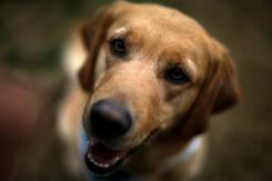 Presentan recurso de protección contra el ISP por impedir uso de fármaco en medicina veterinaria Presentan recurso de protección contra el ISP por impedir uso de fármaco en medicina veterinaria