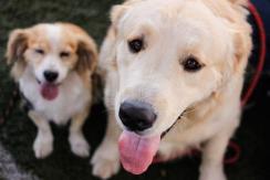 Año Nuevo 2022: música para calmar a tu mascota durante los fuegos artificiales Año Nuevo 2022: música para calmar a tu mascota durante los fuegos artificiales