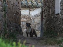 Detienen a hombre por poner pirotecnia en el hocico de un perro: dijo haber estado drogado Detienen a hombre por poner pirotecnia en el hocico de un perro: dijo haber estado drogado
