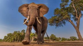 Una mujer de 23 años y su bebé mueren pisoteados por un elefante Una mujer de 23 años y su bebé mueren pisoteados por un elefante