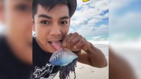 Pudo morir: Joven lamió una Fragata Portuguesa para ganar seguidores en TikTok Pudo morir: Joven lamió una Fragata Portuguesa para ganar seguidores en TikTok