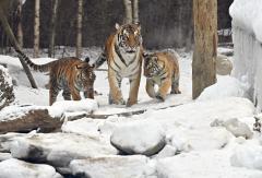 Un tigre arranca la mano de una cuidadora en un parque de Japón