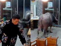 [VIDEO] Hombre fue atropellado por un búfalo al interior de un restaurante en China