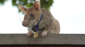 Muere rata detectora de minas, héroe nacional en Camboya Muere rata detectora de minas, héroe nacional en Camboya