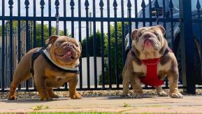 Multan con más de medio millón de dólares a pareja que obligó a sus perros a tener más de 60 camadas Multan con más de medio millón de dólares a pareja que obligó a sus perros a tener más de 60 camadas