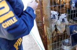 A cuatro años de la Ley Cholito, qué dicen las cifras y qué pasa con los animales rescatados A cuatro años de la Ley Cholito, qué dicen las cifras y qué pasa con los animales rescatados