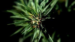 Iniciativa popular sobre la cannabis reúne casi 30 mil apoyos y será discutida en la Convención Iniciativa popular sobre la cannabis reúne casi 30 mil apoyos y será discutida en la Convención