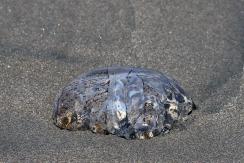 Prohiben bañarse en playas de la Región de Coquimbo por presencia de fragata portuguesa Prohiben bañarse en playas de la Región de Coquimbo por presencia de fragata portuguesa