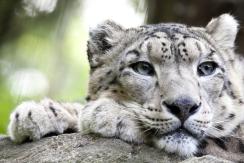 Solo hay 6000 en el mundo: Muere leopardo de especie vulnerable por COVID-19 Solo hay 6000 en el mundo: Muere leopardo de especie vulnerable por COVID-19