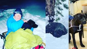 Perro se perdió durante un incendio y sobrevivió todo el invierno en un bosque solo Perro se perdió durante un incendio y sobrevivió todo el invierno en un bosque solo