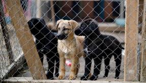 Constituyentes presentan iniciativa para incluir a animales en la Constitución