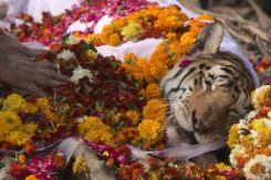 India se despide de la tigresa Collarwali, conocida por dar a luz a numerosas camadas de tigres India se despide de la tigresa Collarwali, conocida por dar a luz a numerosas camadas de tigres