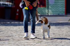 Primera Encuesta Nacional de mascotas: El 99,7% dice que las considera como parte de la familia Primera Encuesta Nacional de mascotas: El 99,7% dice que las considera como parte de la familia