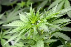 Compuesto del cannabis CBD podría prevenir y combatir la infección por COVID-19, según nuevo estudio Compuesto del cannabis CBD podría prevenir y combatir la infección por COVID-19, según nuevo estudio