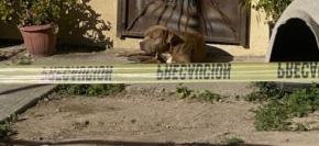 Perro de periodista asesinada en México la sigue esperando afuera de su casa