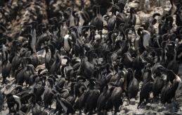 Aves marinas mueren de hambre o por intoxicación tras derrame de crudo en Perú Aves marinas mueren de hambre o por intoxicación tras derrame de crudo en Perú