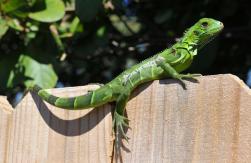 Reportan "lluvia de iguanas congeladas” en Estados Unidos por bajas temperaturas Reportan "lluvia de iguanas congeladas” en Estados Unidos por bajas temperaturas