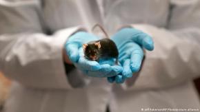 Nueva prometedora vacuna contra el envejecimiento elimina células zombis que causan enfermedades Nueva prometedora vacuna contra el envejecimiento elimina células zombis que causan enfermedades