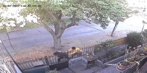 Violento robo en La Reina: Ladrón golpeó a su víctima hasta dejarlo seminconsciente Violento robo en La Reina: Ladrón golpeó a su víctima hasta dejarlo seminconsciente
