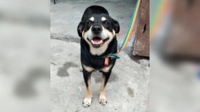 Le hacen CV a perro para que sea adoptado: Su dueño murió y el animal lo buscó donde lo velaron Le hacen CV a perro para que sea adoptado: Su dueño murió y el animal lo buscó donde lo velaron