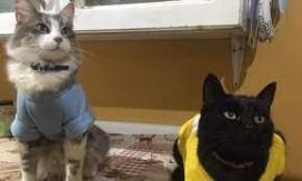 "Me llamo Corono y me mataron": Tiktoker denuncia que envenenaron a su gato en la comuna de Hualpén "Me llamo Corono y me mataron": Tiktoker denuncia que envenenaron a su gato en la comuna de Hualpén