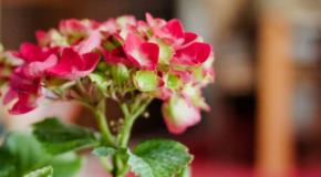 Hortensias Chile: Pyme ofrece plantas sin necesidad de riego Hortensias Chile: Pyme ofrece plantas sin necesidad de riego