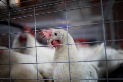 Brote de gripe aviar en Europa: Autoridades sacrifican más de 130 mil gallinas en España Brote de gripe aviar en Europa: Autoridades sacrifican más de 130 mil gallinas en España