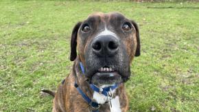 Inexplicable fracaso con esas orejitas: Refugio organizó fiesta de adopción para perro y nadie llegó