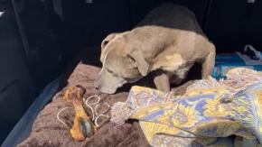 La increíble historia de la perrita que volvió a su casa después de 12 años La increíble historia de la perrita que volvió a su casa después de 12 años