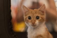 Luna es el favorito: aumenta adopción de gatos como mascotas y estos son los nombres más comunes Luna es el favorito: aumenta adopción de gatos como mascotas y estos son los nombres más comunes