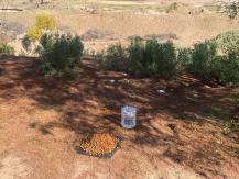 Ofrecen recompensa por perritos extraviados en pleno desierto tras accidente en Chañaral Ofrecen recompensa por perritos extraviados en pleno desierto tras accidente en Chañaral