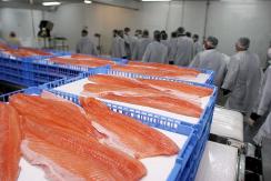 Salmones, truchas y otros productos: estas son las principales exportaciones chilenas a Rusia Salmones, truchas y otros productos: estas son las principales exportaciones chilenas a Rusia