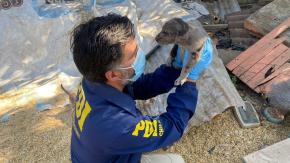 PDI incauta 14 perros de raza en Puente Alto: Eran víctimas de maltrato animal PDI incauta 14 perros de raza en Puente Alto: Eran víctimas de maltrato animal