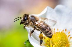 Investigan muerte de hombre en San Clemente que había sido picado por una abeja Investigan muerte de hombre en San Clemente que había sido picado por una abeja