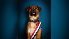 El mensaje de Brownie Boric Font tras "asumir" como el Primer Perro de la República El mensaje de Brownie Boric Font tras "asumir" como el Primer Perro de la República