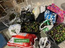 Hombre robó casi 300 kilos de paltas en Coelemu: deberá pagar dinero tras acuerdo reparatorio Hombre robó casi 300 kilos de paltas en Coelemu: deberá pagar dinero tras acuerdo reparatorio
